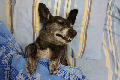 灰色牧羊犬在床上盖着被子