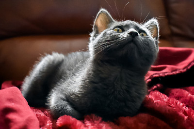 灰色的猫