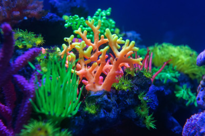 水下世界鱼类水族馆