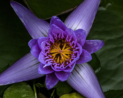 蓝色莲花的绽放