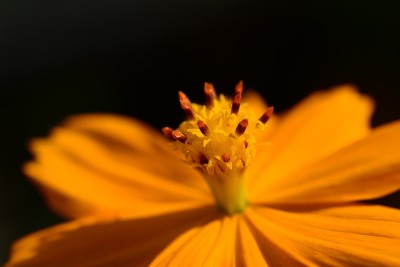 宇宙的花