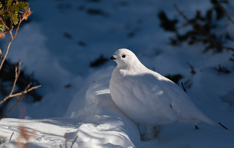 White-tailed Ptarmigan in Winter