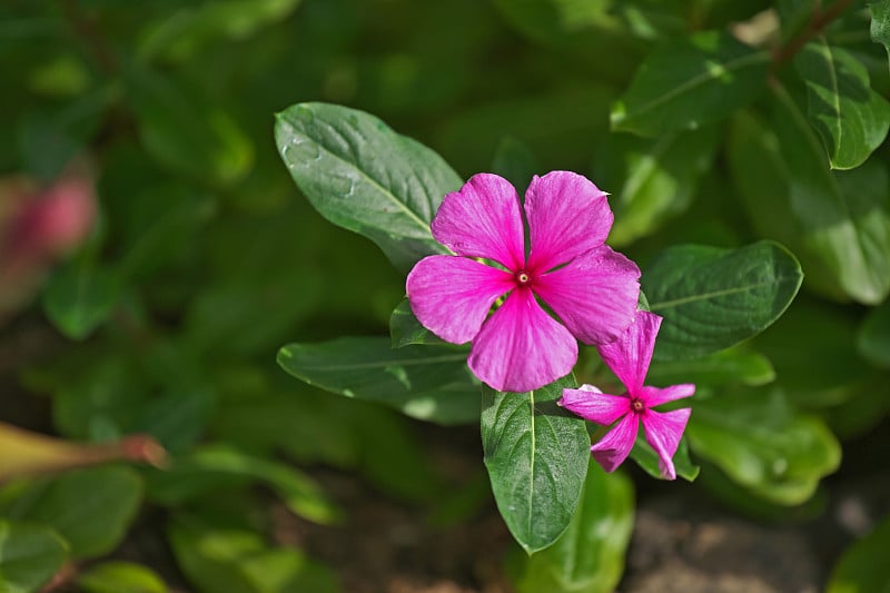 小长春花