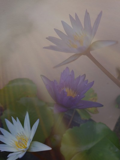 莲花