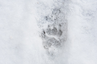 獾在雪地上留下的脚印
