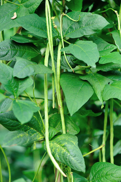 菜园中生长的长豆苗