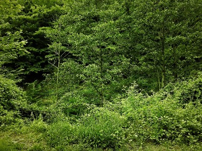 森林。