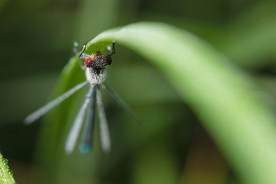 Dragonfly-arrow close-up, early morning in drops o