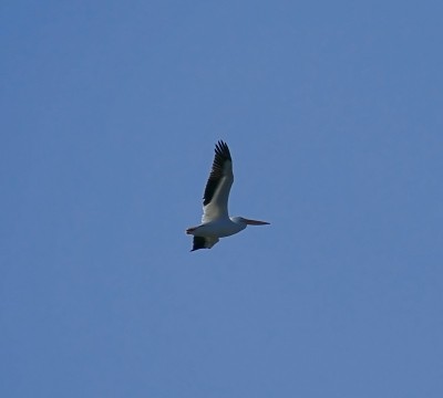 Pelican_29