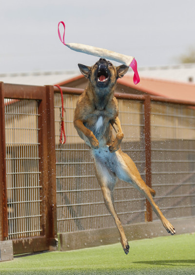 比利时玛利诺犬要抓玩具了