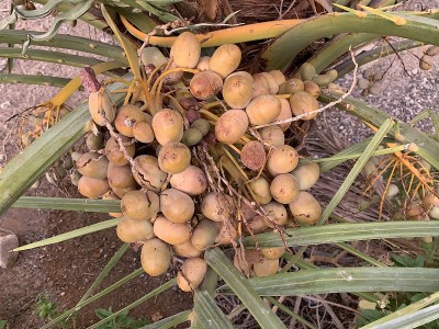 生枣