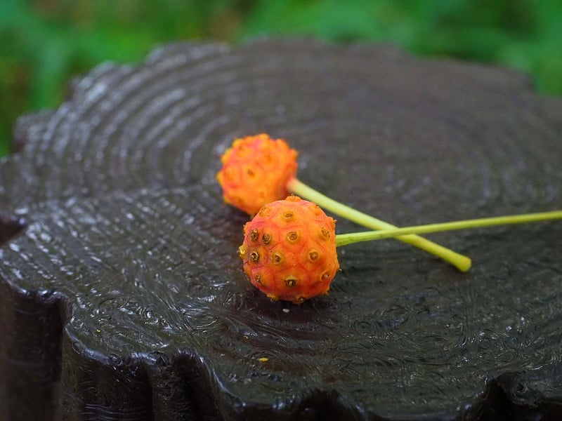 日本山茱萸种子，日本称山茱萸