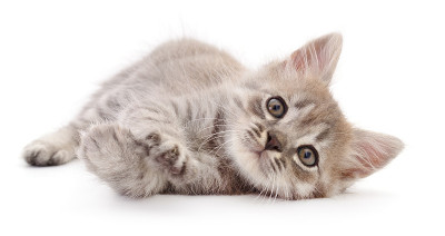 小的灰色的小猫。