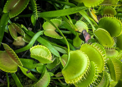 捕蝇草