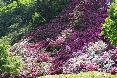 杜鹃花