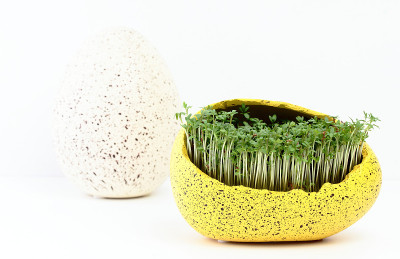 白花酢浆草,水芹