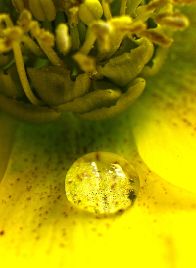 黄色Helleborus宏