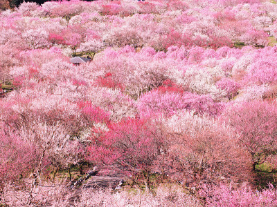 梅花
