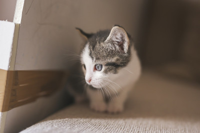 好奇的小猫坐在沙发上