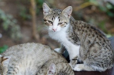 灰色的小猫。街猫。