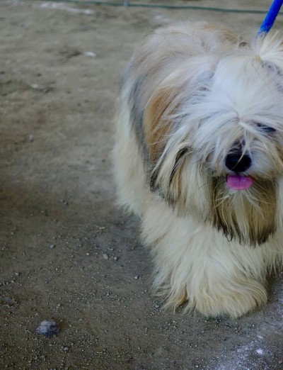 西藏长毛犬