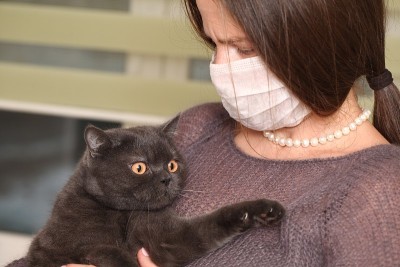 女孩戴着医用口罩，手里拿着英国猫品种。预防猫感染弓形虫。
