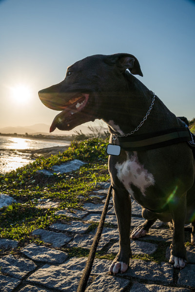 比特犬在日落时在海滩上玩耍。在阳光明媚的日子里享受沙滩和大海