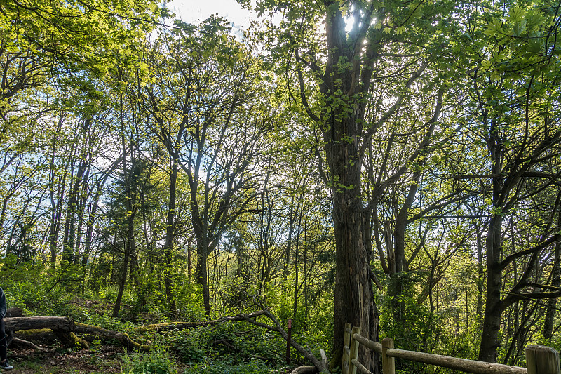 Dash Point Backlit Trees 2