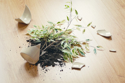 Ficus Benjamina摔在地上，花盆碎了，花盆上有泥土和陶瓷碎片