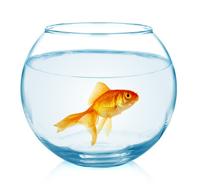 金鱼水族馆。
