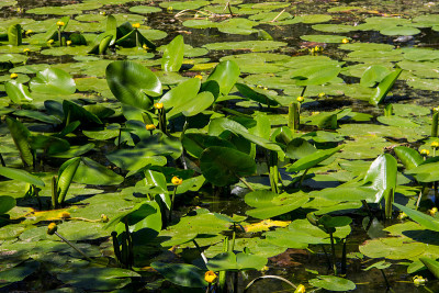 黄水花(Nuphar Lutea)