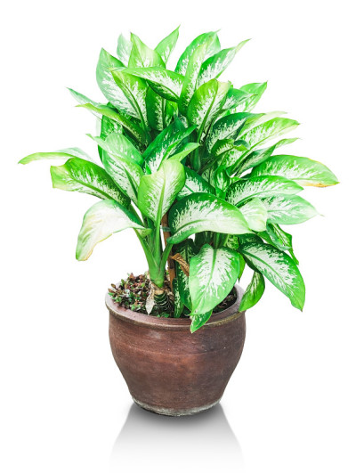 盆栽植物白花蒿孤立于白色