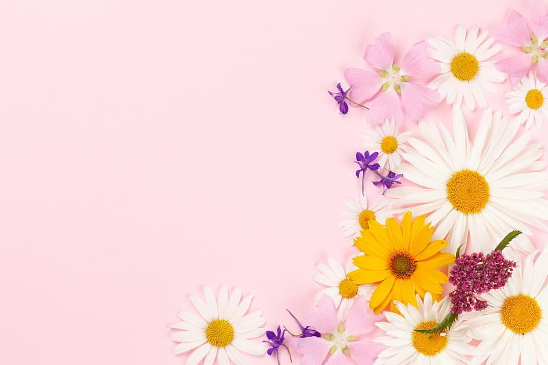 Garden flowers frame over pink