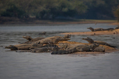 - Yacare Caiman - Pantanal