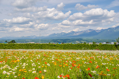 日本以自然为背景的花田