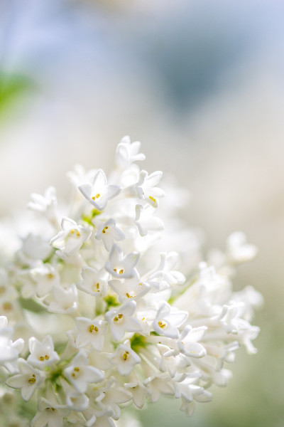 背景模糊的紫丁香花
