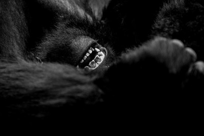 大猩猩的嘴