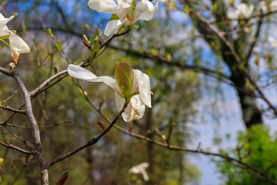白花狗鱼玉兰(木兰花)在一个花园