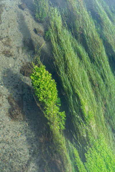 泉水碧水，水草茂盛