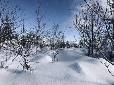 阳光，蓝天，白雪和冷杉树的森林