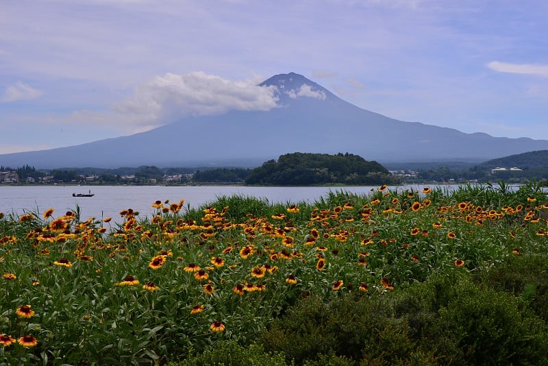 富士山和盖拉迪亚花