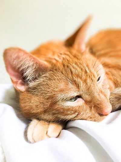 美丽的虎斑猫极端特写