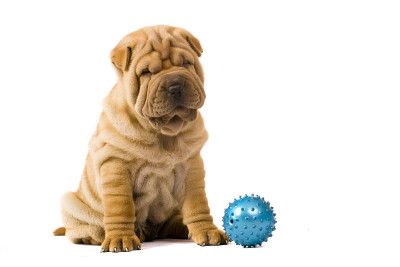 Sharpei狗