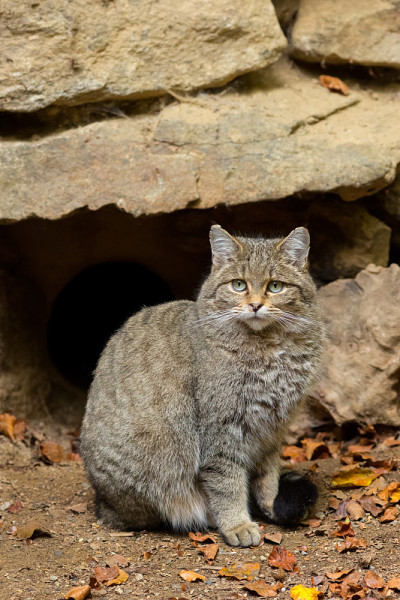 欧洲野猫(欧洲野猫)。
