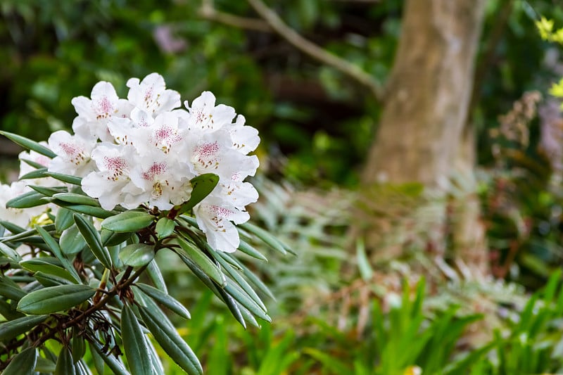 花在日本