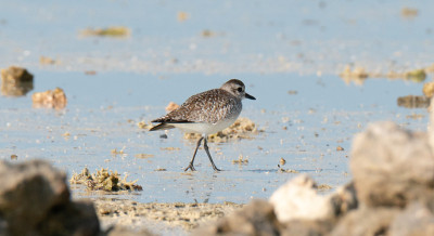 灰鸻，Pluvialis squatarola，在卡塔尔的海岸。有选择性的重点