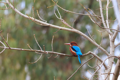 白喉翠鸟(翡翠)birdâ¨