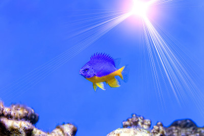 Azure Damselfish (Chrysiptera hemicyanea). Fish of