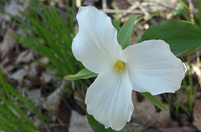 关闭白色的Trillium花