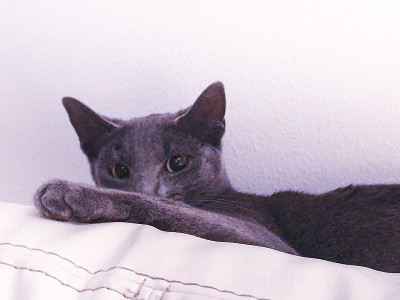 查特鲁小猫